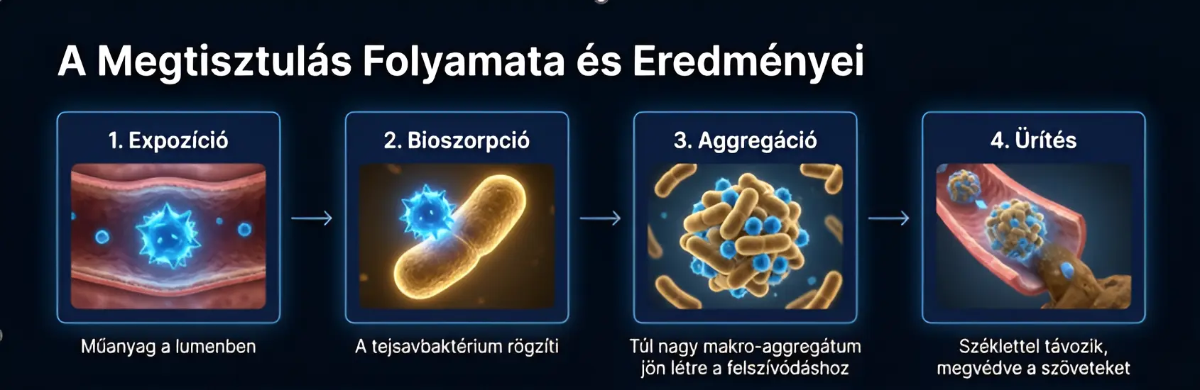 A bioszorpció folyamata négy lépésben